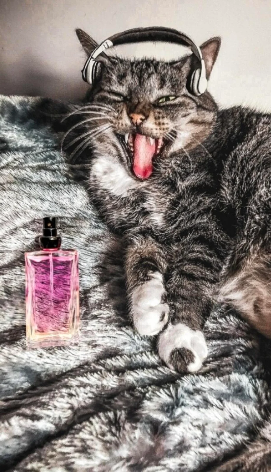تصویر عطر پینک فرش کوتور موسکینو