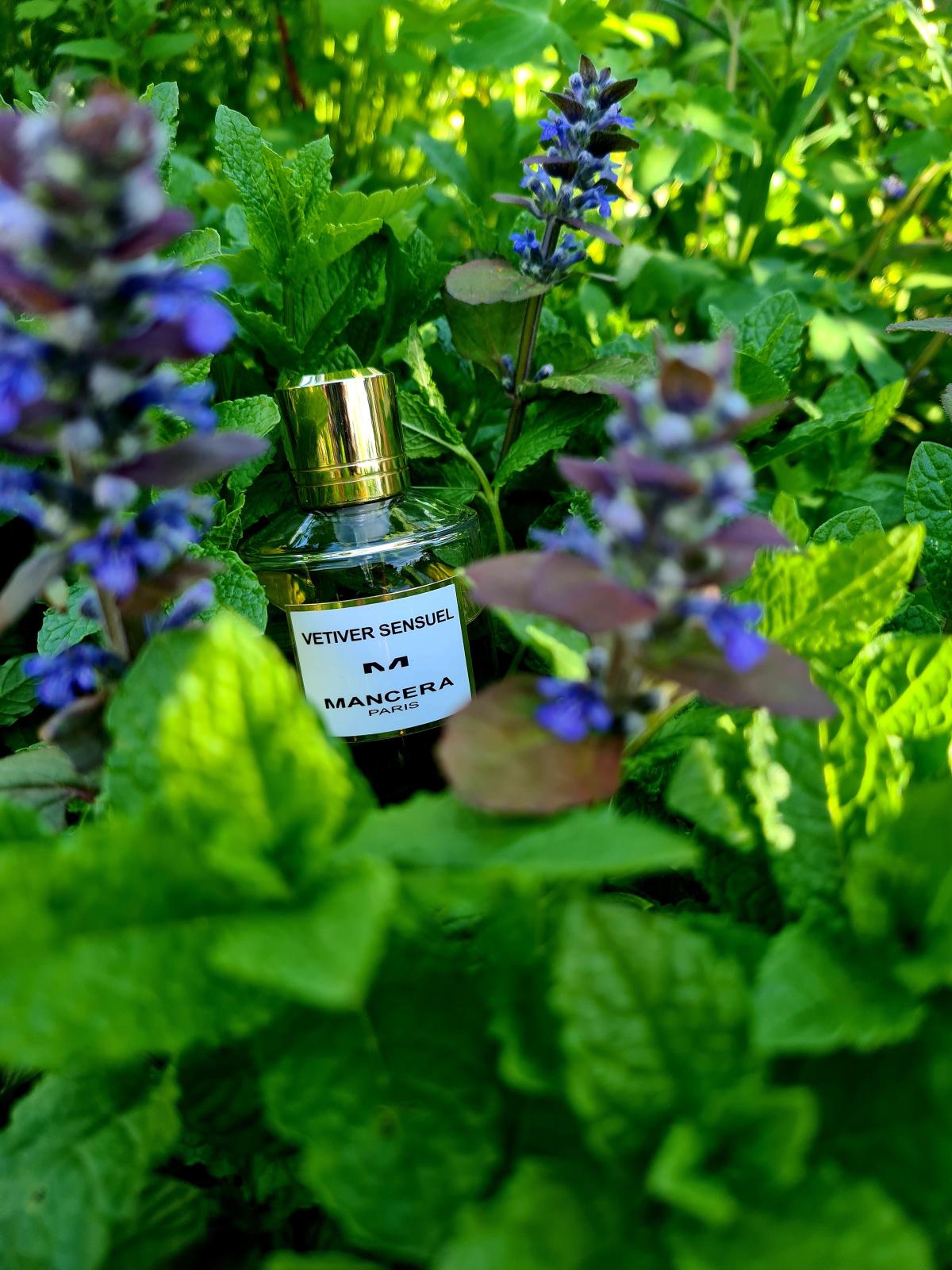 تصویر عطر وتیور سنسوال مانسرا
