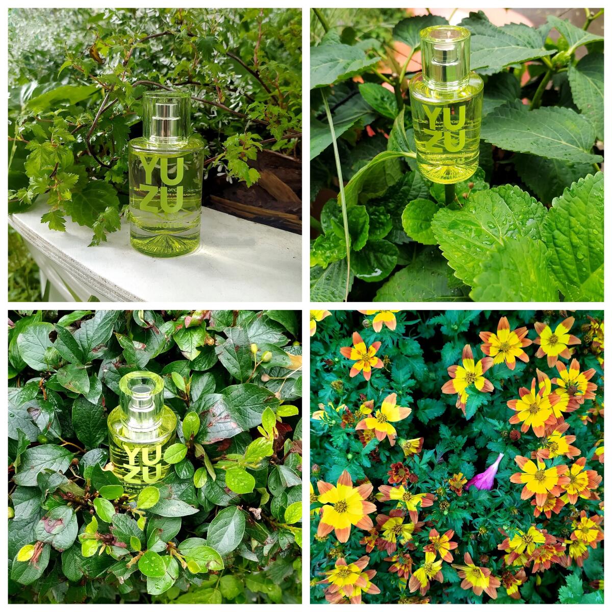 تصویر عطر یوزو سولینوتس