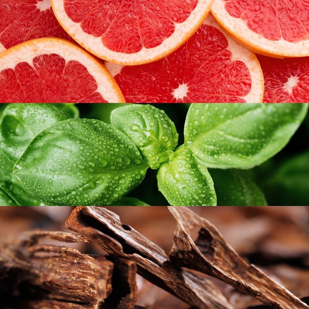 تصویر عطر لاکست بوستر لاکوست فرگرنسز