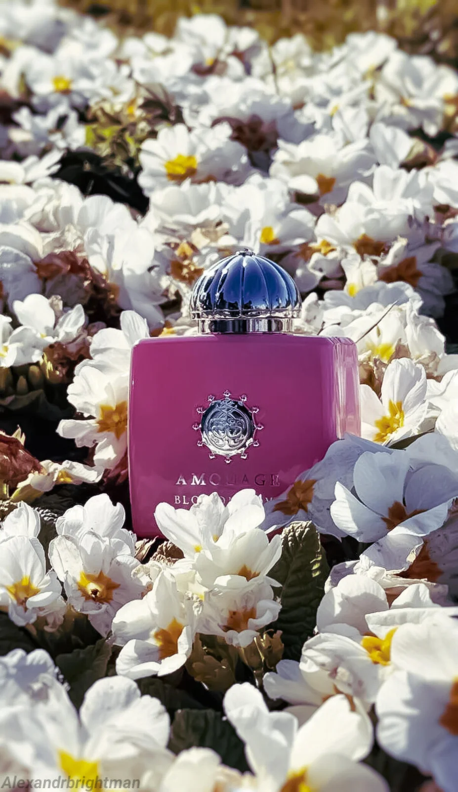 تصویر عطر بلاسام لاو آمواژ