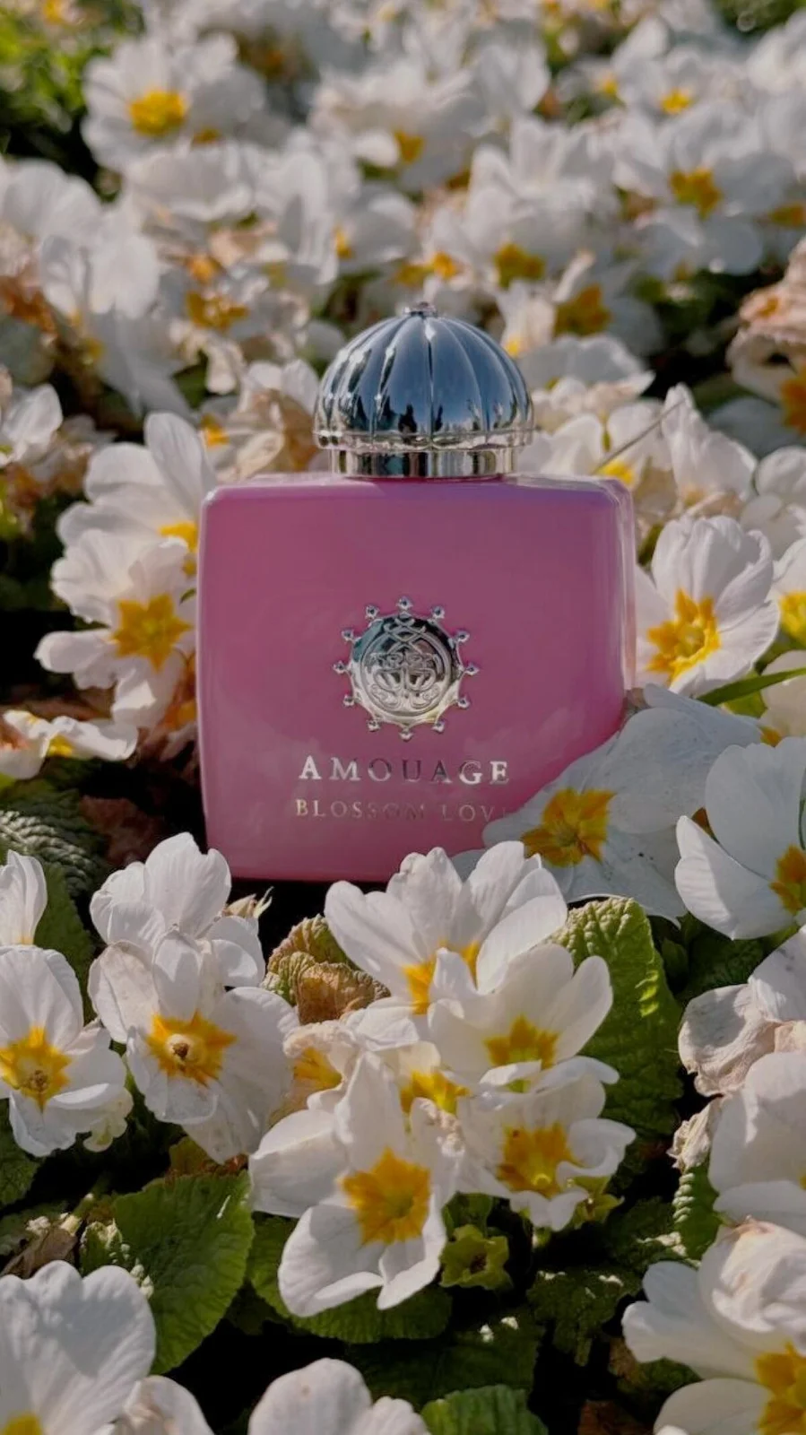 تصویر عطر بلاسام لاو آمواژ