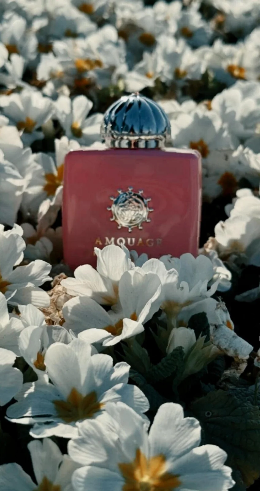 تصویر عطر بلاسام لاو آمواژ
