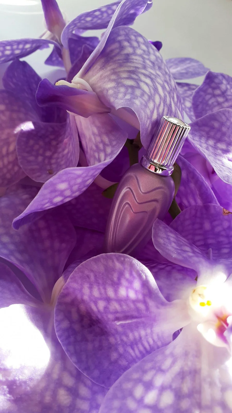 تصویر عطر اسکادا لاوینگ بوکت