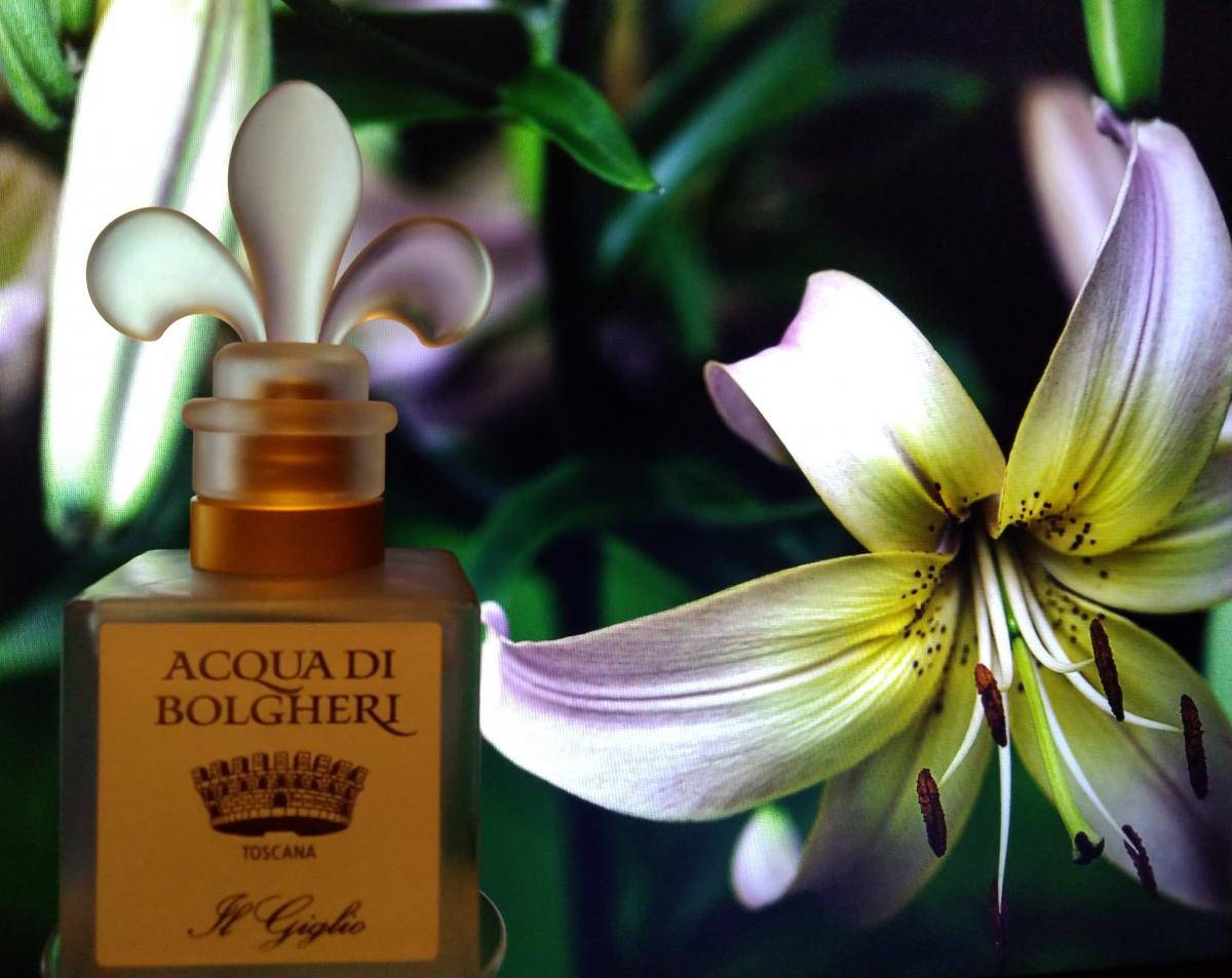 تصویر عطر ایل جیلیو دکتر. تافی