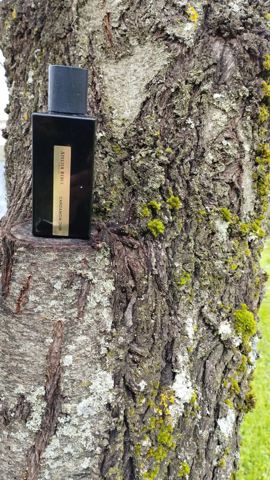 تصویر عطر کارداموم عود آتلیه ربول