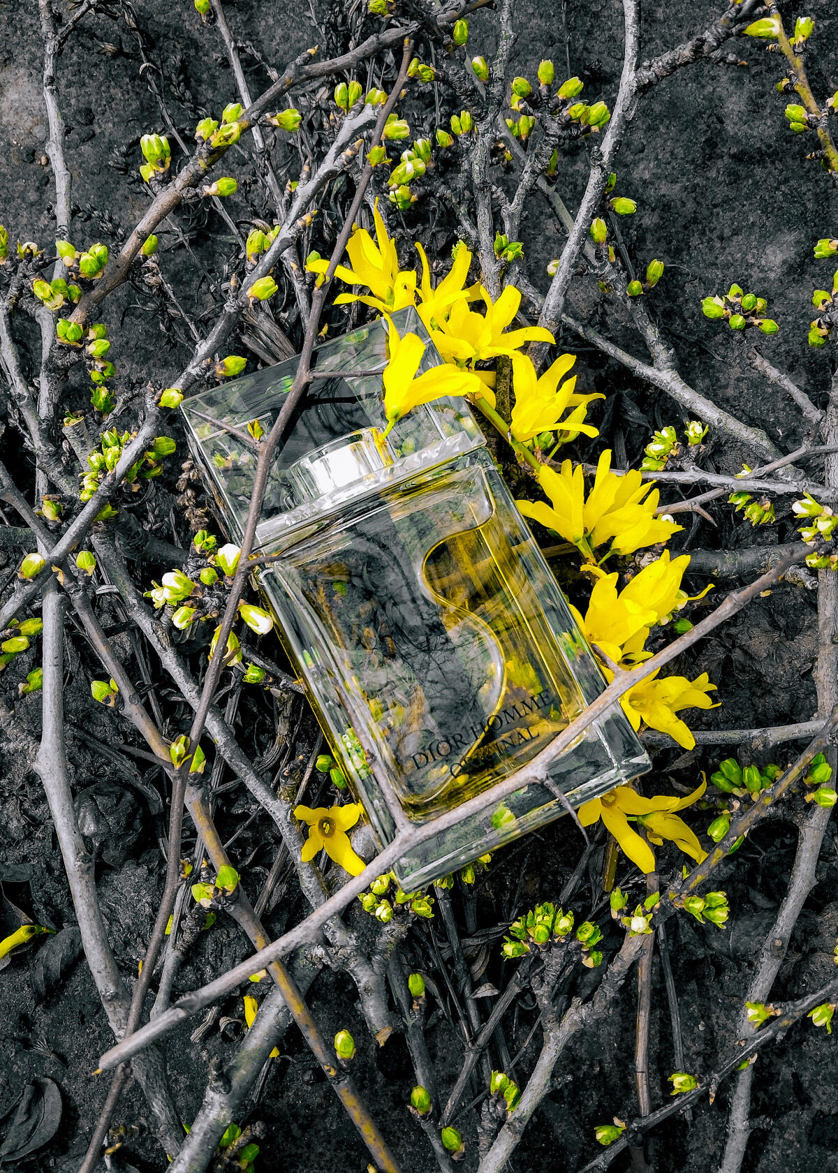 تصویر عطر دیور هوم اورژینال