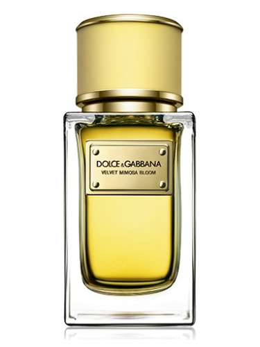 عطر ادکلن ولوت میموزا بلوم دولچه گابانا - Velvet Mimosa Bloom Dolce&Gabbana - بررسی، قیمت و خرید