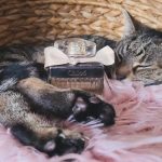 عطر ادکلن کلوئی ادو پرفیوم کلویی - Chloé Eau de Parfum Chloé - بررسی، قیمت و خرید