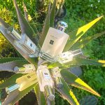 عطر ادکلن پیونی اند بلش سوئید جو مالون لاندن - Peony & Blush Suede Jo Malone London - بررسی، قیمت و خرید