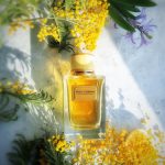 عطر ادکلن ولوت میموزا بلوم دولچه گابانا - Velvet Mimosa Bloom Dolce&Gabbana - بررسی، قیمت و خرید