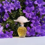 عطر ادکلن کاپریچی نینا ریچی - Capricci Nina Ricci - بررسی، قیمت و خرید