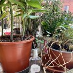 عطر ادکلن لاواند بلانش لوکسیتان ان پرووانس - Lavande Blanche L'Occitane en Provence - بررسی، قیمت و خرید