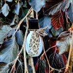 عطر ادکلن لت یو لاو می بلومارین - Let You Love Me Blumarine - بررسی، قیمت و خرید