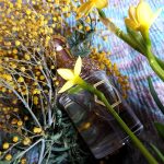 عطر ادکلن آکوا آلگوریا تیار میموسا گرلن - Aqua Allegoria Tiare Mimosa Guerlain - بررسی، قیمت و خرید