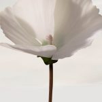 عطر ادکلن اسنو بلاسوم بربری - Snow Blossom Burberry - بررسی، قیمت و خرید