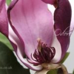 عطر ادکلن مگنولیا اودوره میو - Magnolia Odore Mio - بررسی، قیمت و خرید