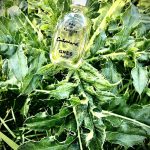عطر ادکلن کابوچارد گره - Cabochard Grès - بررسی، قیمت و خرید