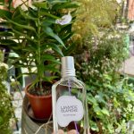 عطر ادکلن لاواند بلانش لوکسیتان ان پرووانس - Lavande Blanche L'Occitane en Provence - بررسی، قیمت و خرید