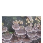 عطر ادکلن جَکِرو باد پرفیومز - Jackeroo Bud Parfums - بررسی، قیمت و خرید