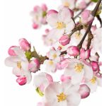 عطر ادکلن جاپنیز گاردن سی‌وی‌اس اسنس آو بیوتی سی‌وی‌اس اسنس آو بیوتی - Japanese Garden CVS Essence of Beauty CVS Essence of Beauty - بررسی، قیمت و خرید