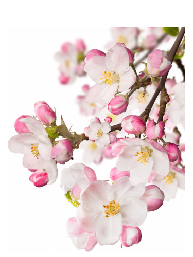 عطر ادکلن جاپنیز گاردن سی‌وی‌اس اسنس آو بیوتی سی‌وی‌اس اسنس آو بیوتی - Japanese Garden CVS Essence of Beauty CVS Essence of Beauty - بررسی، قیمت و خرید