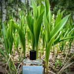 عطر ادکلن نرولی، یاس، امبر بلان بون پرفیومر - 002 neroli, jasmin, ambre blanc Bon Parfumeur - بررسی، قیمت و خرید