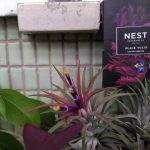عطر ادکلن بلک تیولپ نست - Black Tulip Nest - بررسی، قیمت و خرید