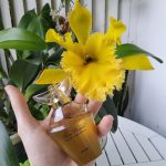عطر ادکلن رر فلاورز سولار نرکیسس ایوان - Rare Flowers Solar Narcissus Avon - بررسی، قیمت و خرید