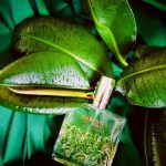 عطر ادکلن هابانیتا لا کلون مولینار - Habanita La Cologne Molinard - بررسی، قیمت و خرید