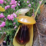 عطر ادکلن رودنس دزینتارس - Rudens (Осень) Dzintars - بررسی، قیمت و خرید