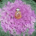 عطر ادکلن مدرن سیورنو سییانیا - Модерн (Modern) Северное сияние - بررسی، قیمت و خرید