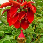 عطر ادکلن جی جیلی رومئو ژیلی - G Gigli Romeo Gigli - بررسی، قیمت و خرید
