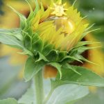 عطر ادکلن گرین د سولیل فراگنارد - Grain de Soleil Fragonard - بررسی، قیمت و خرید