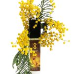 عطر ادکلن میموسا سیوردیا پرفیومز - Mimosa Siordia Parfums - بررسی، قیمت و خرید