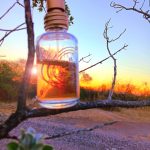 عطر ادکلن فرنچ لیلک پَسیفیکا - French Lilac Pacifica - بررسی، قیمت و خرید
