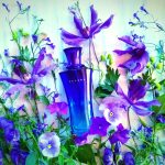 عطر ادکلن بلارا مری کی - Belara Mary Kay - بررسی، قیمت و خرید