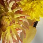 عطر ادکلن ژاردن دو سولی اسکادا - Jardin de Soleil Escada - بررسی، قیمت و خرید