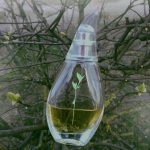 عطر ادکلن لایف سیرکل سپ اوریفلیم - Life Circle Sap Oriflame - بررسی، قیمت و خرید