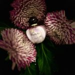 عطر ادکلن پیور پویزن دیور - Pure Poison Dior - بررسی، قیمت و خرید