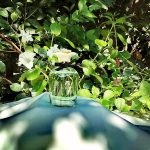 عطر ادکلن دولچه دولچه اند گابانا - Dolce Dolce&Gabbana - بررسی، قیمت و خرید
