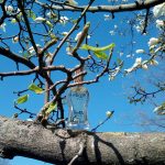 عطر ادکلن الگرو دزینتارس - Allegro Dzintars - بررسی، قیمت و خرید