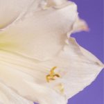 عطر ادکلن لوسین لیس - Lucienne Liis - بررسی، قیمت و خرید