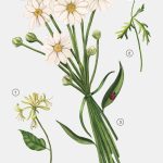 عطر ادکلن اسپیریتد رومنس (اینتو د فلورال) زارا - Spirited Romance (Into The Floral) Zara - بررسی، قیمت و خرید