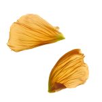 عطر ادکلن لارجس میزان دلاوی - Largesse Maison Dahlawi - بررسی، قیمت و خرید