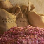 عطر ادکلن ابسولوت ۶ ای‌ام رز لانکوم - Absolue 6AM Rose Lancôme - بررسی، قیمت و خرید
