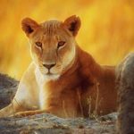عطر ادکلن لاینِس سارا هوروویتز پرفیومز - Lioness Sarah Horowitz Parfums - بررسی، قیمت و خرید