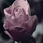عطر ادکلن رُز روایول بادی میست اند ادر استوریز - Rose Revival Body Mist And Other Stories - بررسی، قیمت و خرید