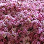 عطر ادکلن رز او پارفومی سوفله اپزان لوكسيتان - Rose Eau Parfumee Souffle Apaisant L'Occitane en Provence - بررسی، قیمت و خرید