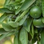 عطر ادکلن فرش لایم اودور میو - Fresh Lime Odore Mio - بررسی، قیمت و خرید
